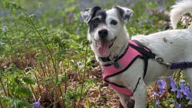 Pet Image